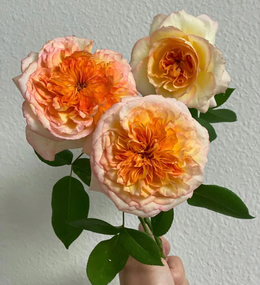 Henri Delbard-橘子酱-Potted Rose-Ship in June