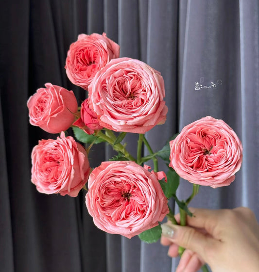 Bella Trendsetter -潮流贝拉 -Potted Rose – Ready to Ship