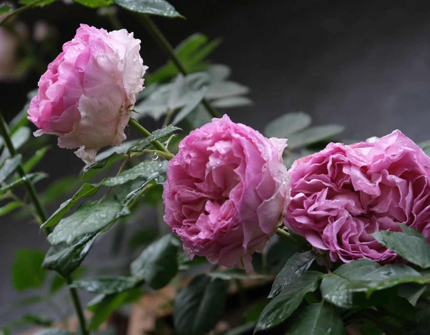 Silk Garment(Lang Rosa)罗衣 -Pre Order 2026