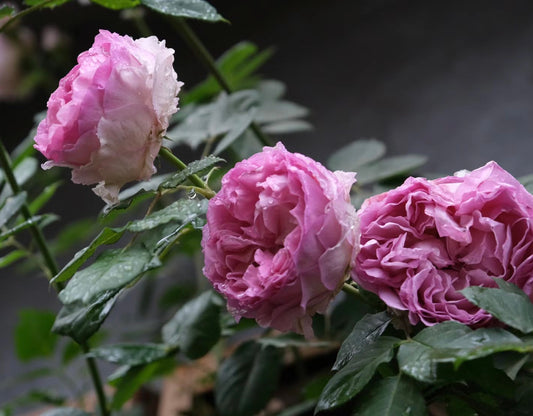 Silk Garment(Lang Rosa)罗衣 -Pre Order 2026
