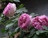 Silk Garment(Lang Rosa)罗衣 -Pre Order 2026