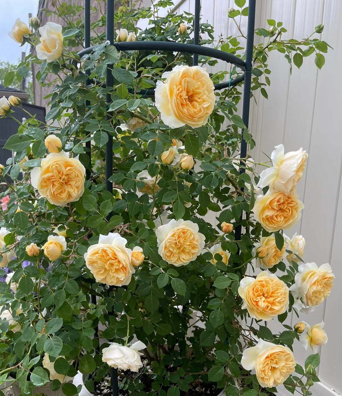 teasing georgia-微笑格鲁吉亚-Potted Rose-Ship in June