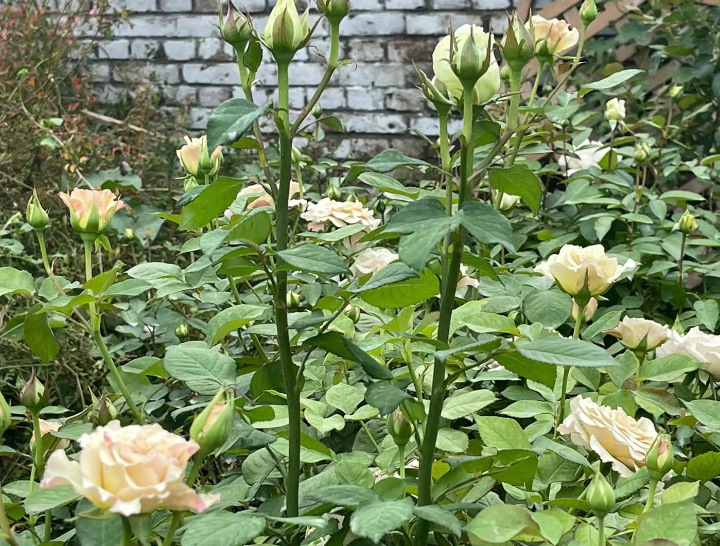 Ailes-九天使 -Pre Order 2026