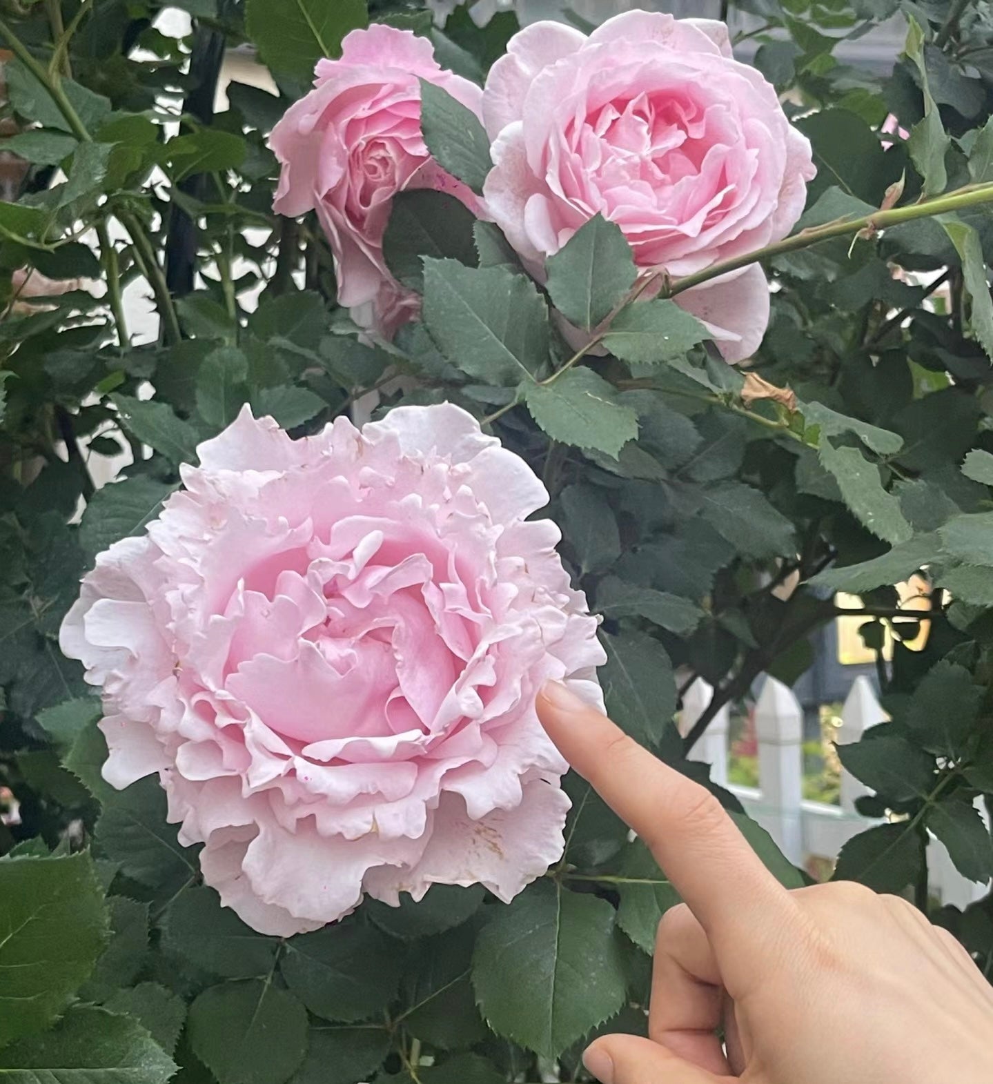 Sophie Rochas-索菲罗莎 -Pre Order 2026
