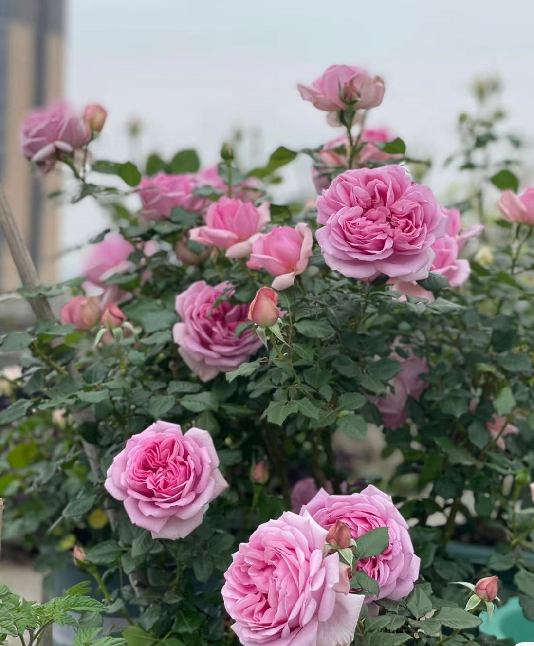 Rose Pompadour庞八度 -Pre Order 2026