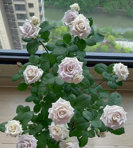 Manta曼塔-Potted Rose-Ship in June