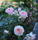 Hiyori Rose-日和 -Pre Order 2026