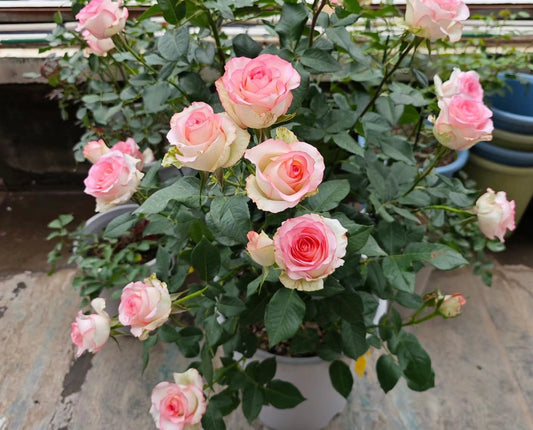 rose-Jumilia -艾莎 -Pre Order 2026