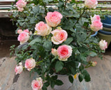 rose-Jumilia -艾莎 -Pre Order 2026