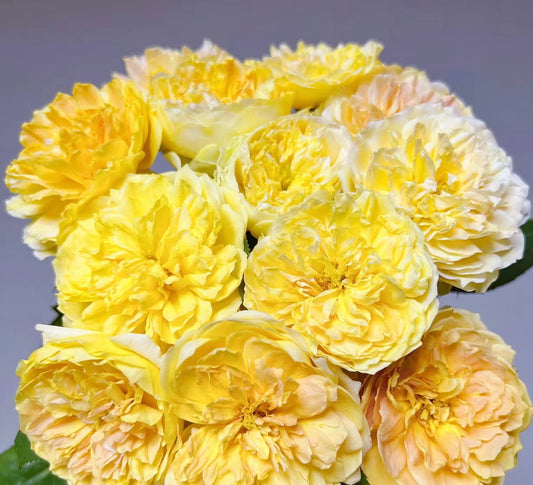 Molineux-Potted Rose-Ship in June