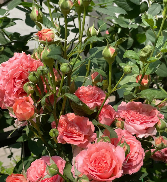 Corail Gelee-珊瑚凝胶 -Potted Rose – Ready to Ship