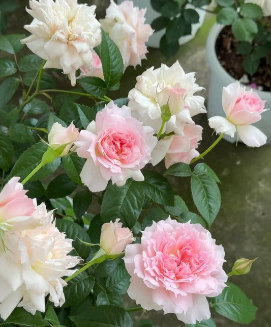 Ajourée アジュール bushes
