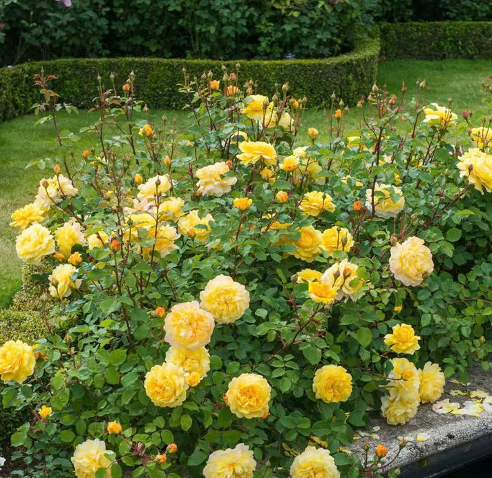 The Poet's Wife-Potted Rose-Ship in June