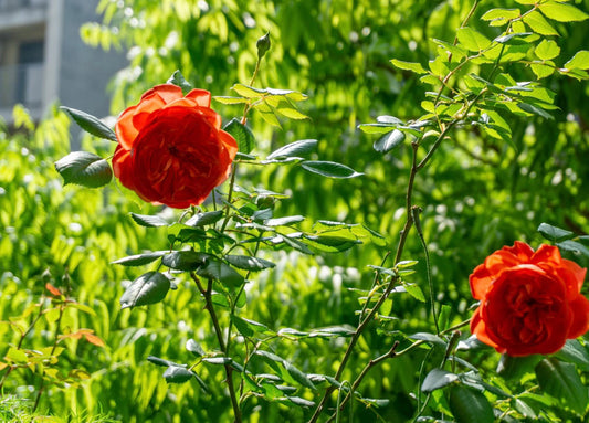 Summer Song Rose 夏日之歌/颂夏 -Potted Rose – Ready to Ship