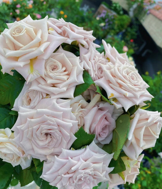 Manta曼塔-Potted Rose-Ship in June