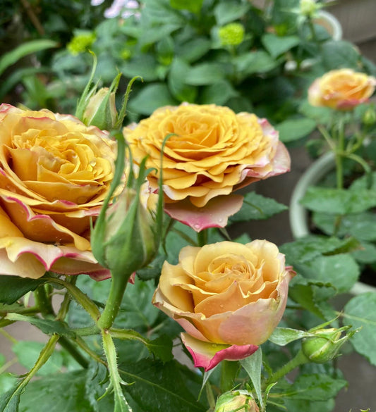 Pine Dream-松之梦 -Potted Rose – Ready to Ship