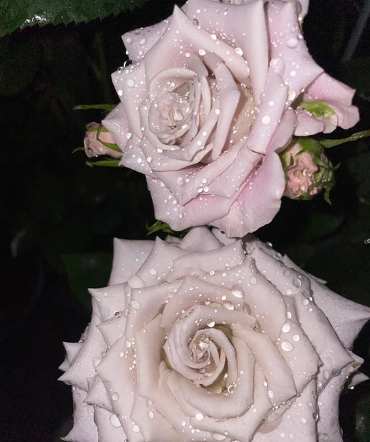 Manta曼塔-Potted Rose – Ready to Ship