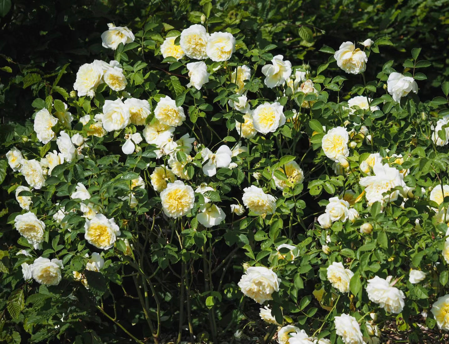 DA-The Pilgrim-– Potted Rose – Ready to Ship