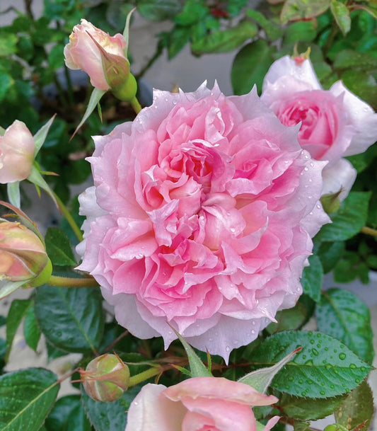 Ajourée blooming | Close shot