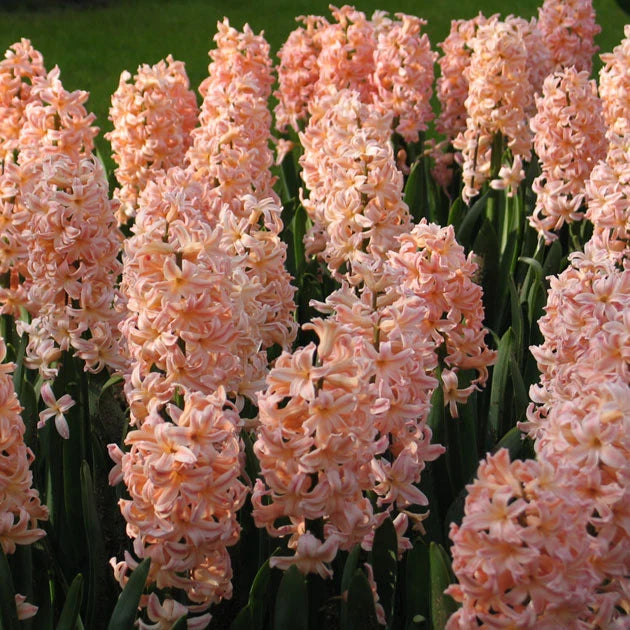 Hyacinth Gipsy Queen - 4 bulbs