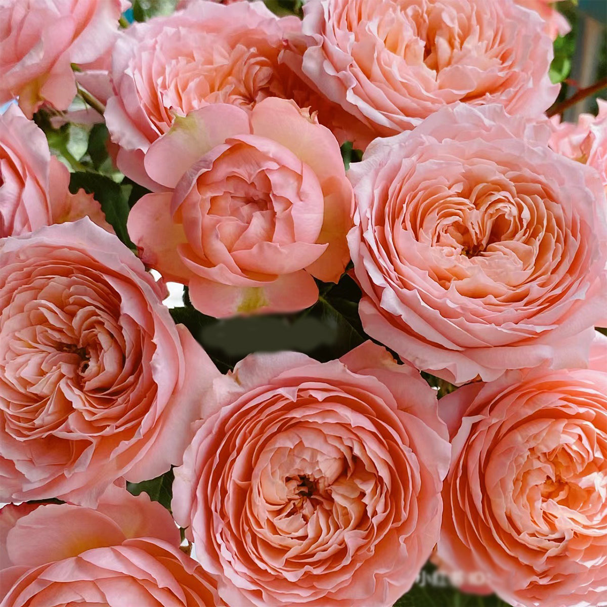 Julieta Rose 朱莉叶塔 2025 Bare Root Rose Pre-Order