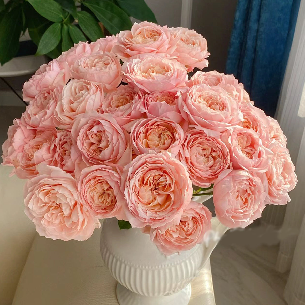 Julieta Rose 朱莉叶塔 2025 Bare Root Rose Pre-Order