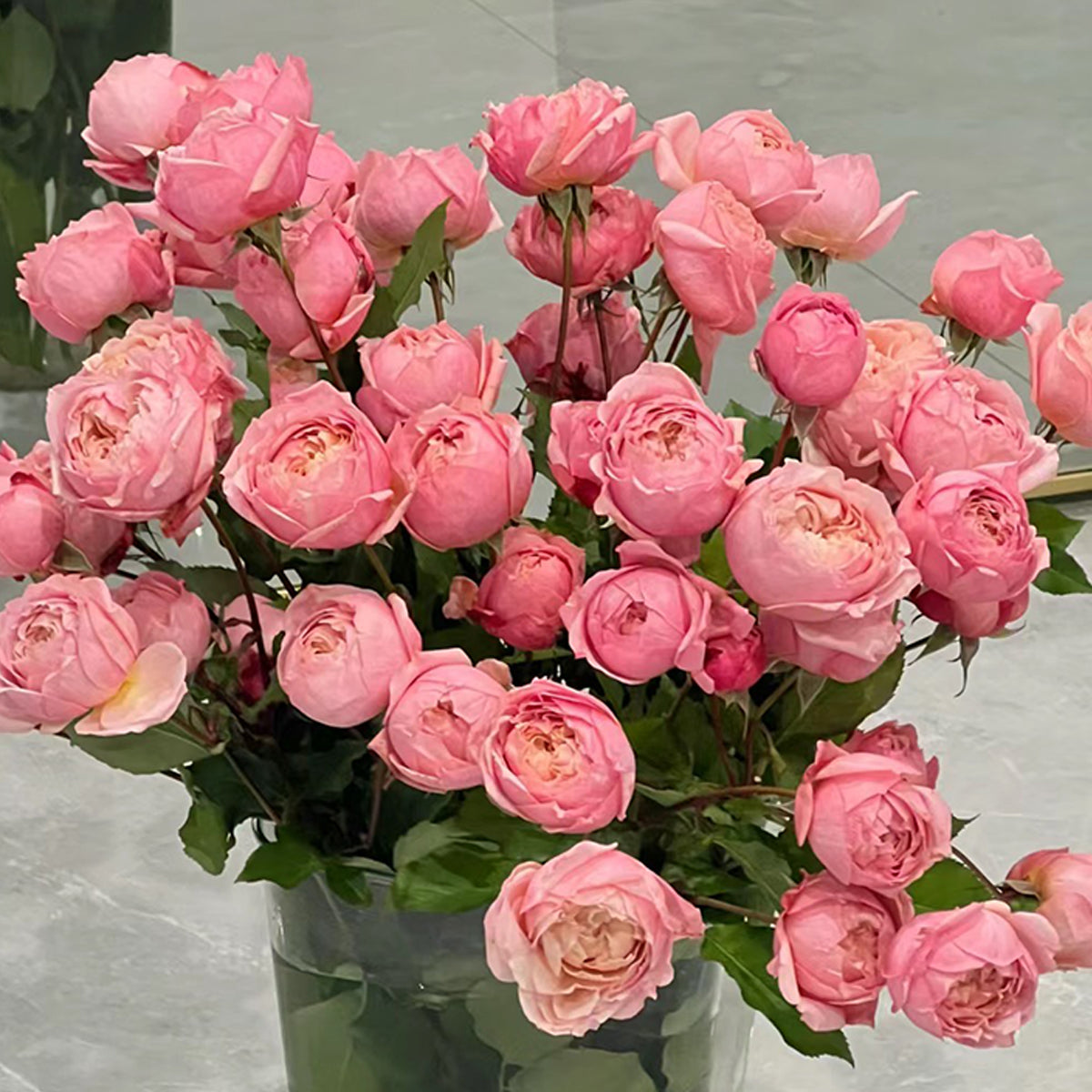 Julieta Rose 朱莉叶塔 2025 Bare Root Rose Pre-Order