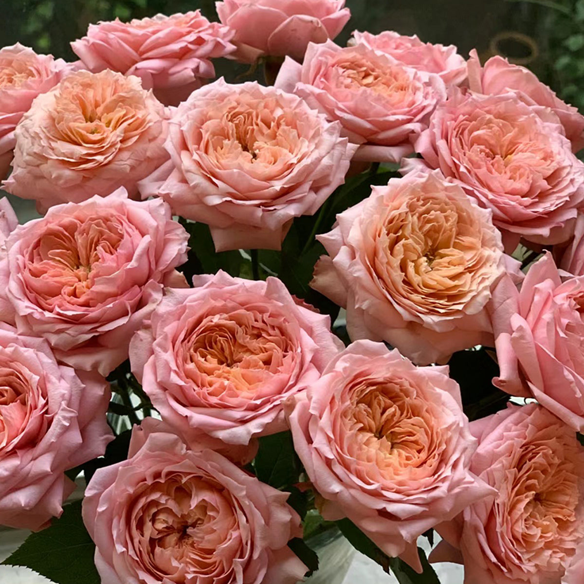 Julieta Rose 朱莉叶塔 2025 Bare Root Rose Pre-Order