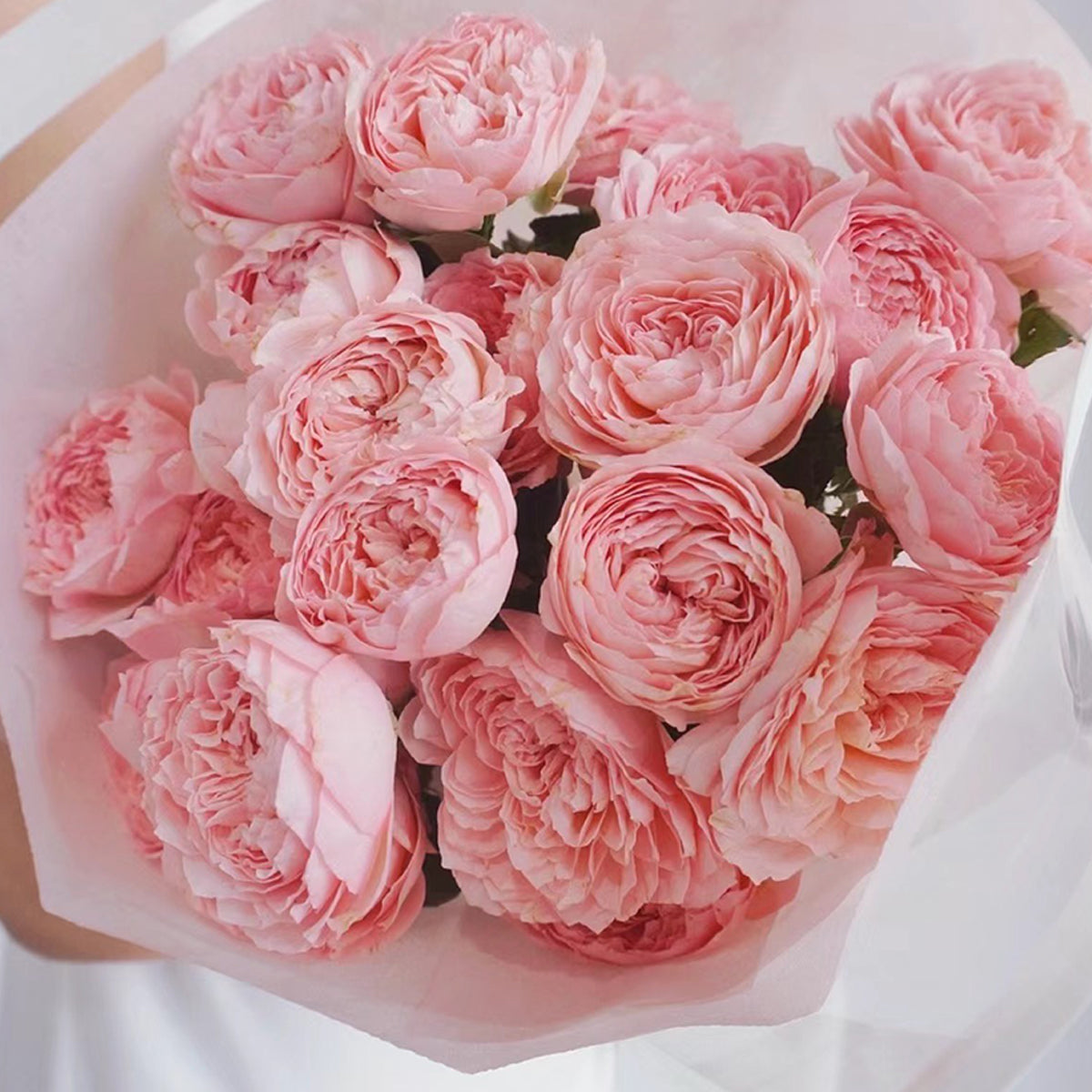 Julieta Rose 朱莉叶塔 2025 Bare Root Rose Pre-Order