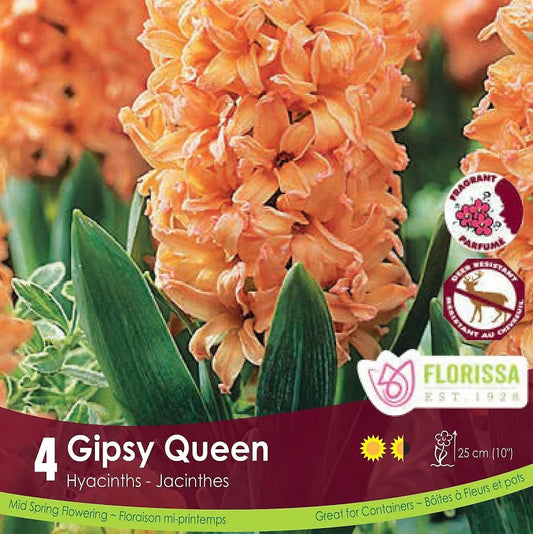 Hyacinth Gipsy Queen-4 bulbs