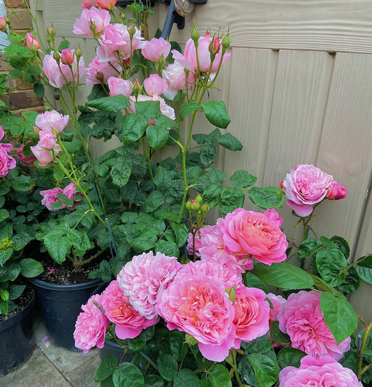 Eustacia Vye-Potted Rose-Ship in June