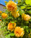 Golden Celebration -Pre Order 2026