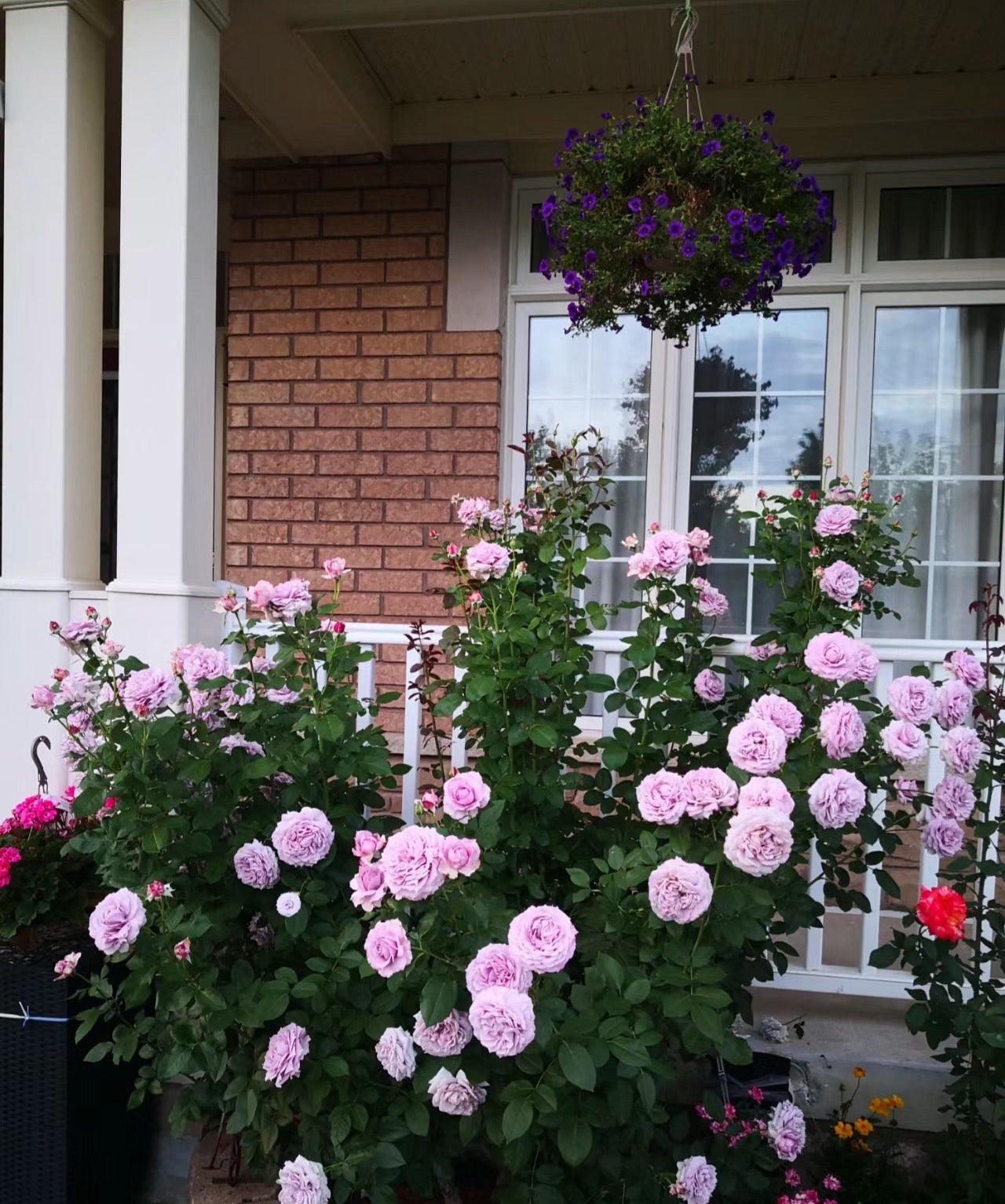 Posidon-Potted Rose – Ready to Ship