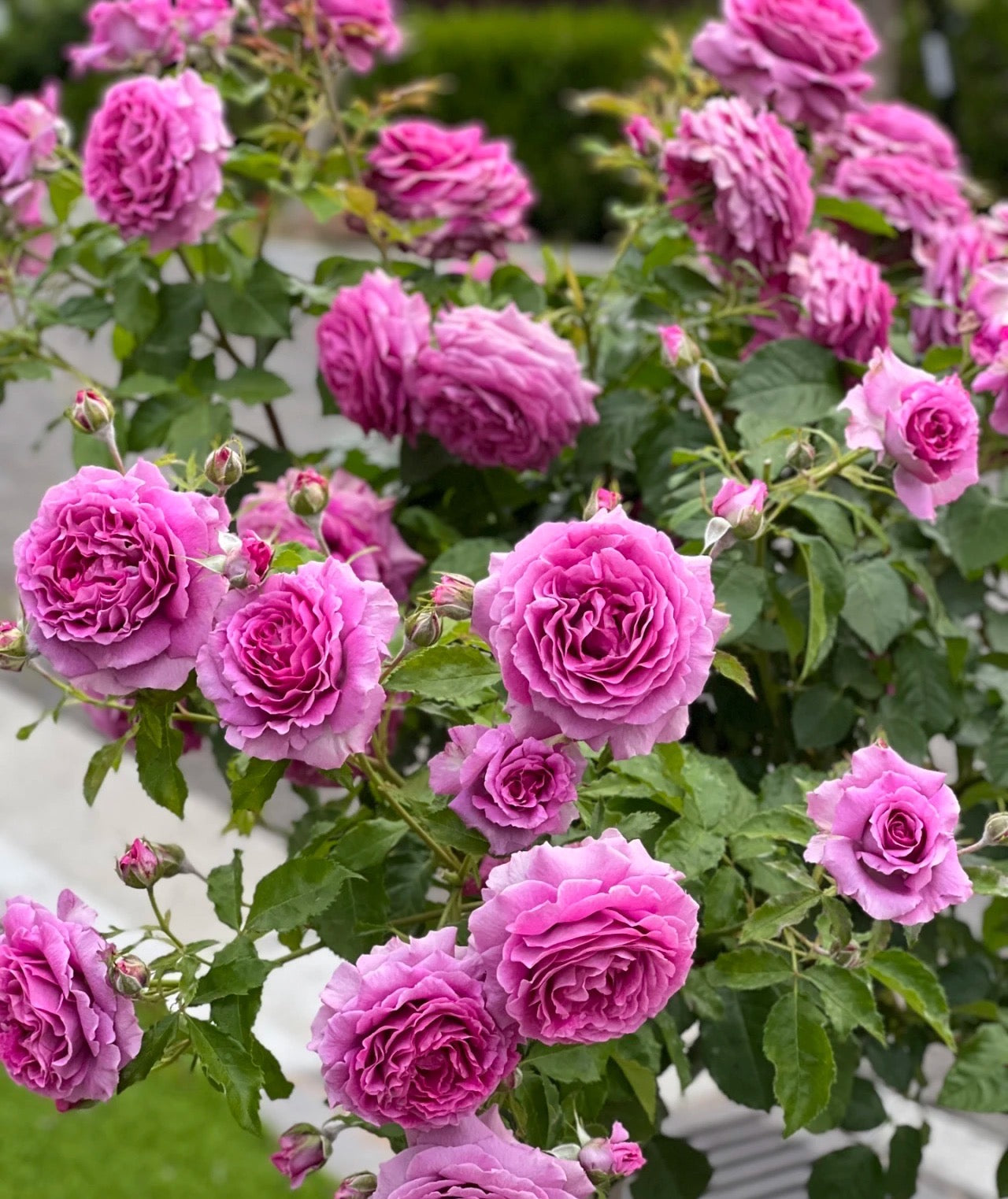 Sweet Madame Blue -Pre Order 2026