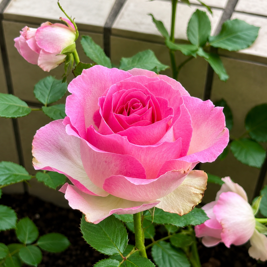 Candy Avalanche-Potted Rose – Ready to Ship