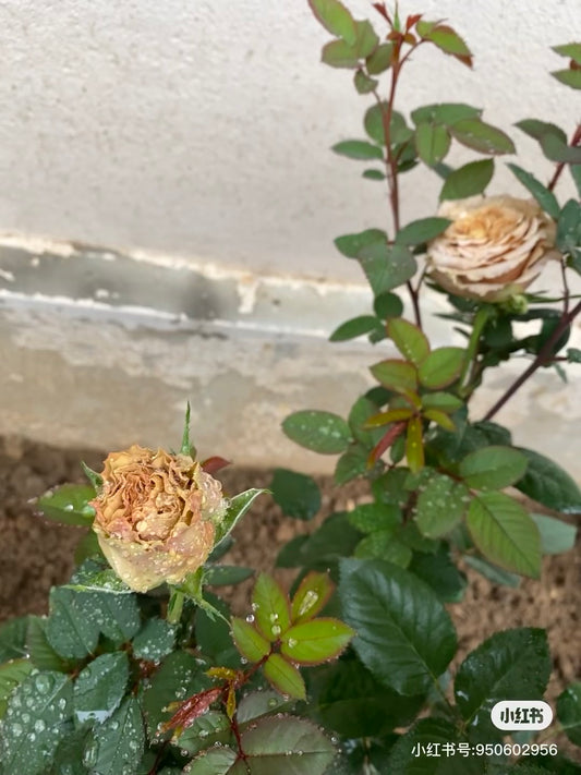 Toffee-太妃糖 -Potted Rose – Ready to Ship