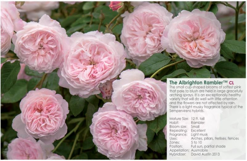 The Albrighton Rambler™M cL-Potted Rose-Ship in June