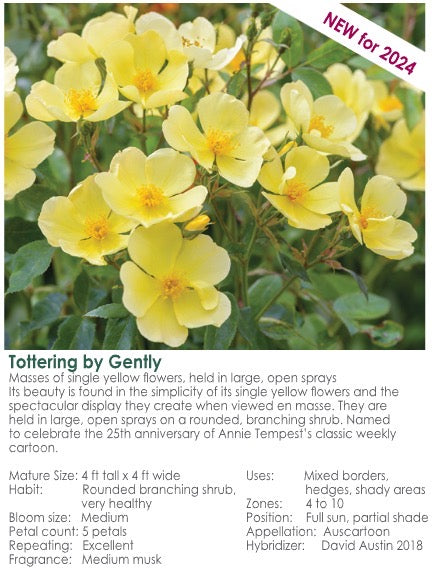 Tottering by Gently-Pre Order 2026