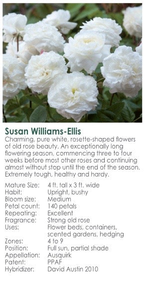 Susan Williams -Ellis-Potted Rose-Ship in June