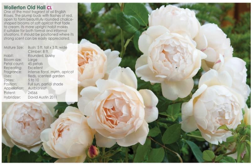 Wollerton Old Hall | David Austin | English Climbing Rose -Potted Rose-Ship in June