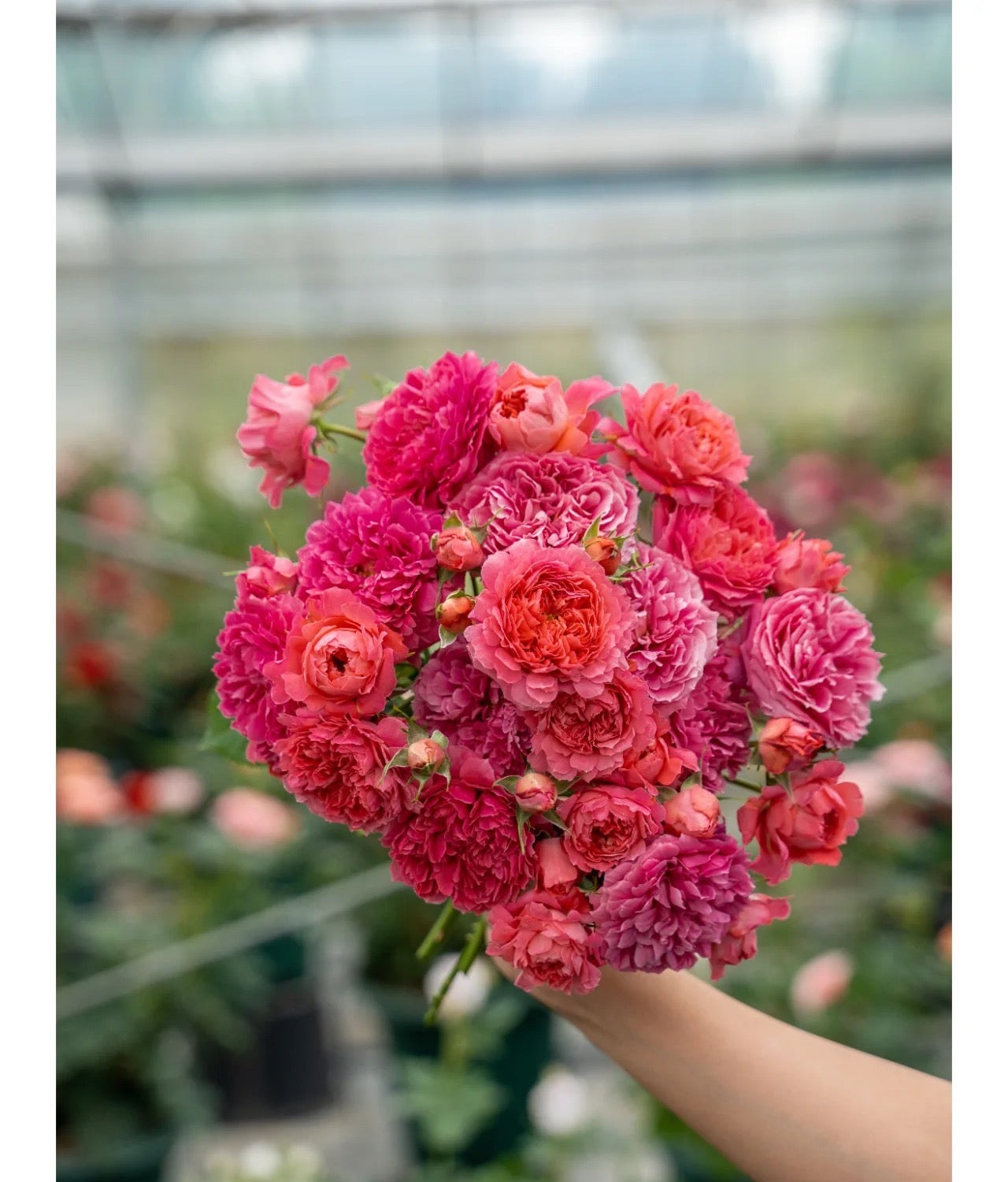 Cinnabar Bowl Rose 朱砂碗 -Pre Order 2026