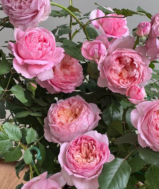 Taoran桃染 -Rose 2025  -Pre Order 2026