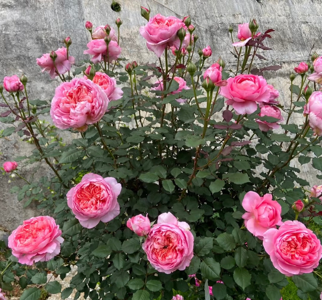 Taoran桃染 -Rose 2025 - Ready to Ship