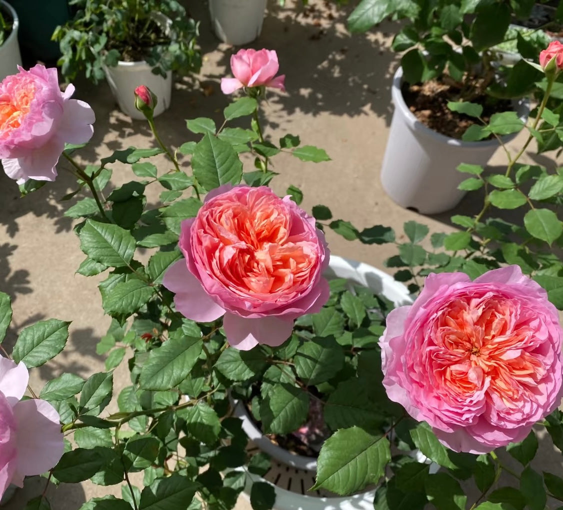 Taoran桃染 -Rose 2025 - Ready to Ship
