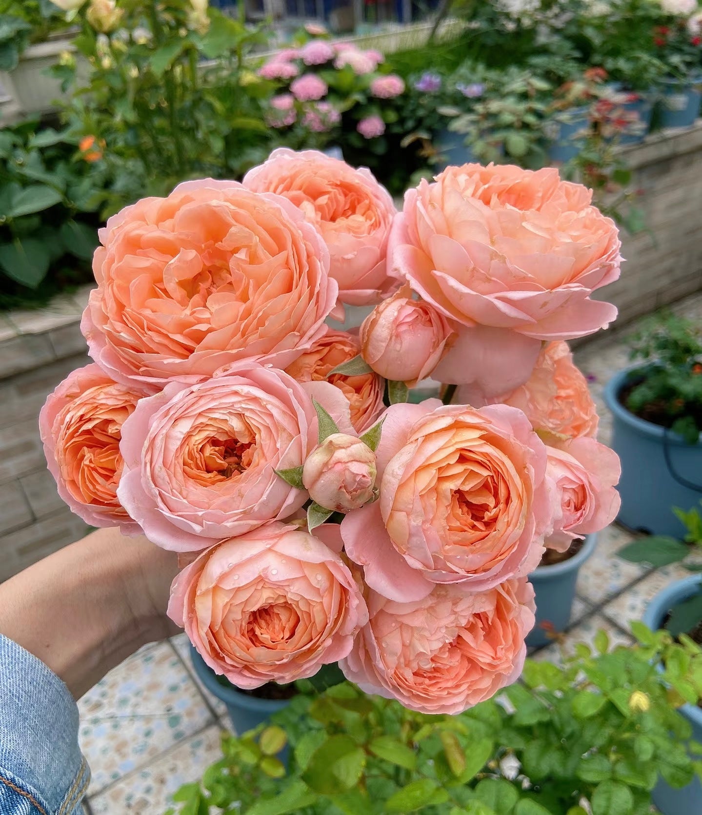 果酱Confiture -Rose 2025 - Ready to Ship
