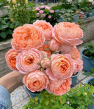 果酱Confiture -Rose 2025 - Ready to Ship