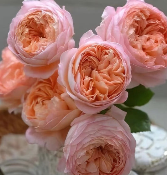 果酱Confiture -Potted Rose – Ready to Ship