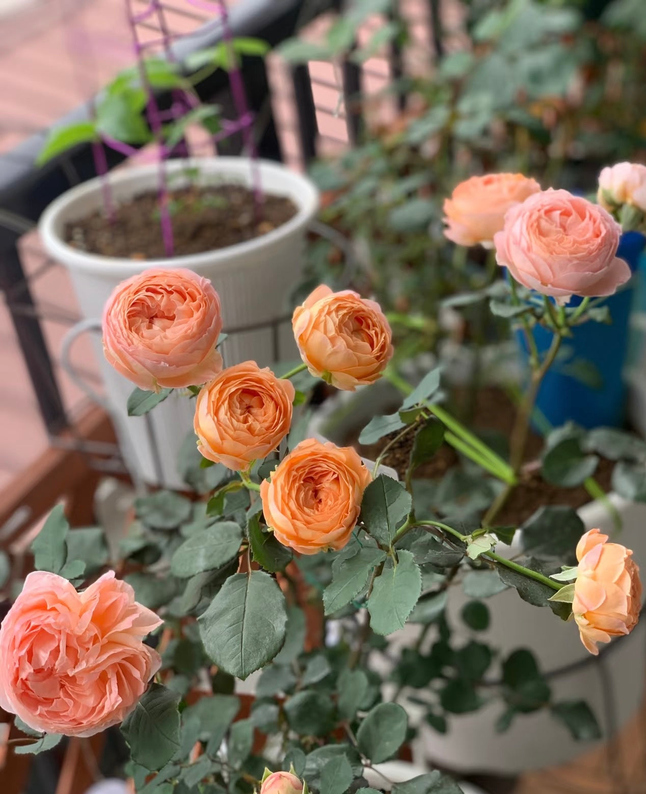 果酱Confiture -Rose 2025 - Ready to Ship