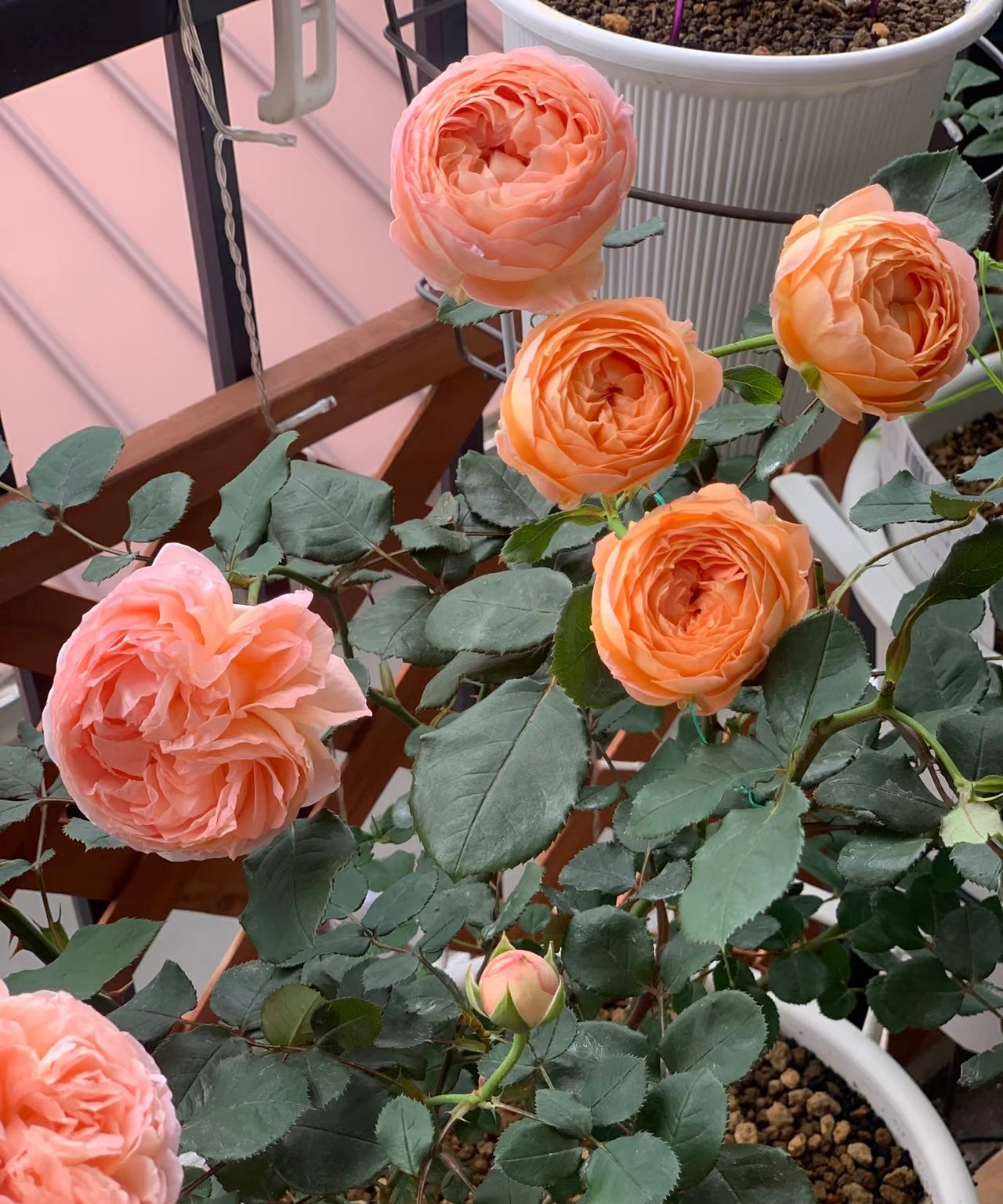 果酱Confiture -Rose 2025 - Ready to Ship