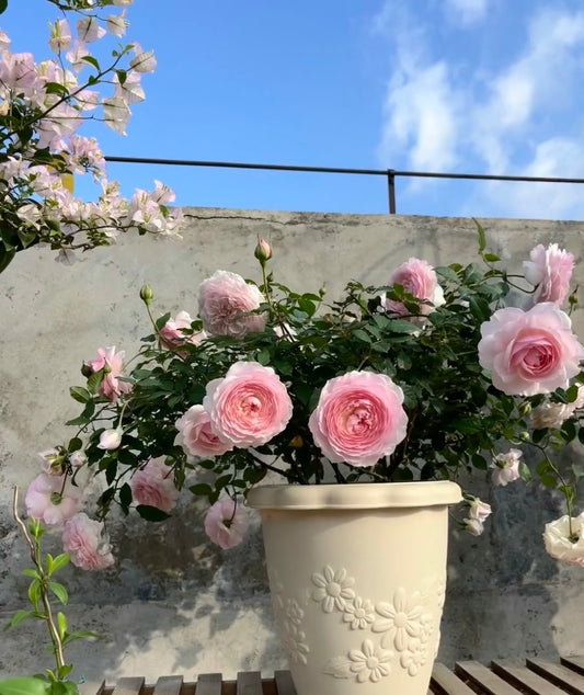 Misaki美咲-Potted Rose-Ship in June